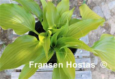 Hosta rupifraga 'Tetra'