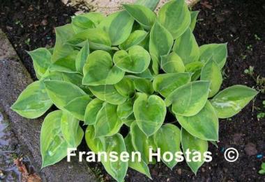 Hosta Radiant Edger