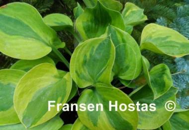 Hosta Radiant Edger