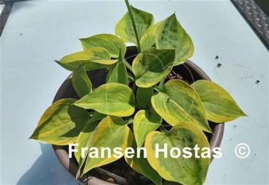 Hosta Radiant Edger