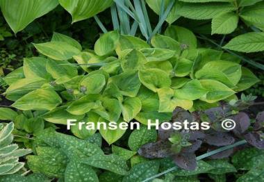 Hosta Radiant Edger