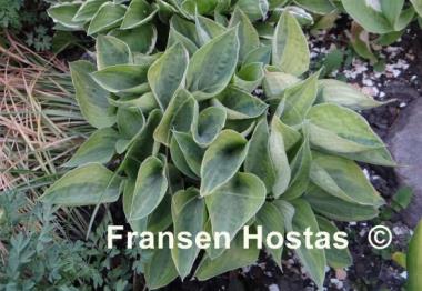 Hosta Radiant Edger