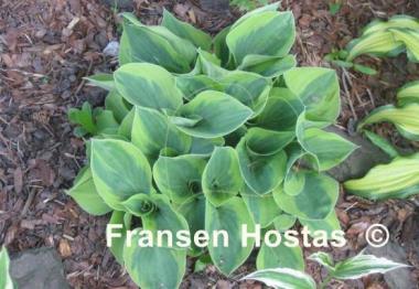 Hosta Radiant Edger