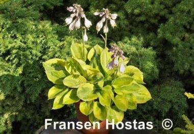 Hosta Radiant Edger