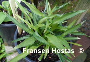 Hosta Radio Waves