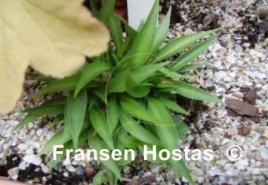 Hosta Radio Waves