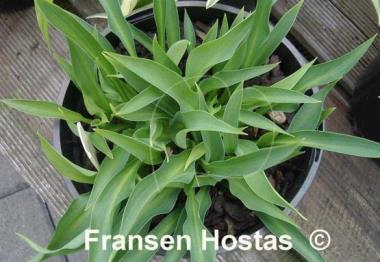 Hosta Radio Waves