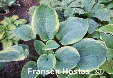 Hosta Rain Dancer