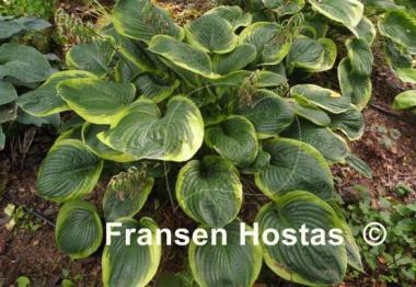 Hosta Rain Dancer