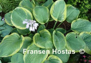 Hosta Rain Dancer