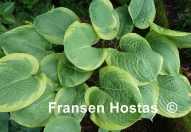 Hosta Rain Dancer