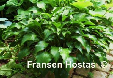 Hosta Rain Forest