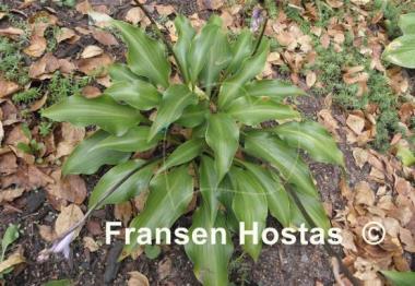 Hosta Rain Forest