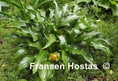 Hosta Rain Forest