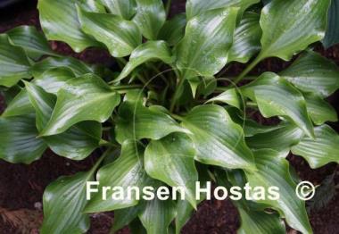 Hosta Rain Forest