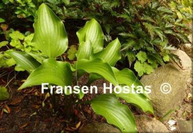 Hosta Rain Forest