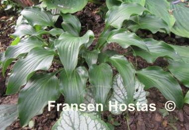 Hosta Rain Forest
