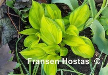Hosta Rainbow's End