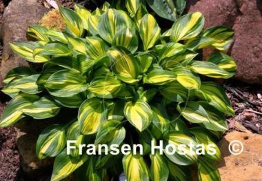 Hosta Rainbow's End
