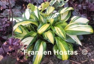 Hosta Rainbow's End