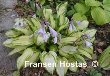 Hosta Rainbow's End