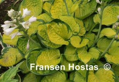 Hosta Rainforest Sunrise