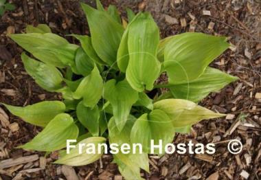Hosta Raleigh Remembrance