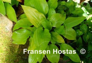Hosta Raleigh Remembrance