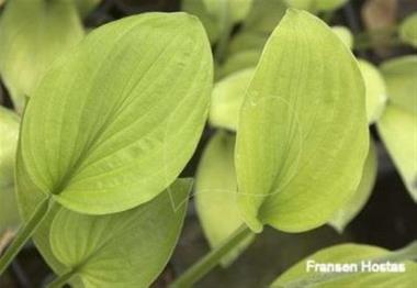 Hosta Rapture