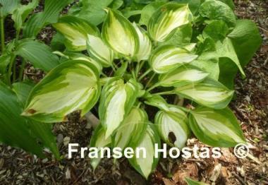 Hosta Rare Breed