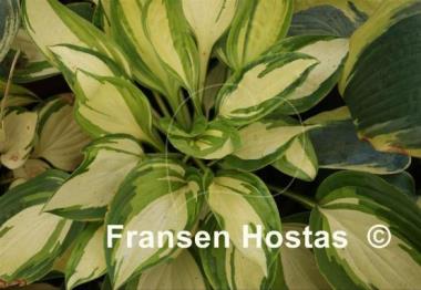 Hosta Rare Breed