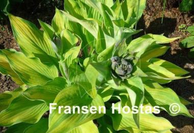 Hosta Rascal