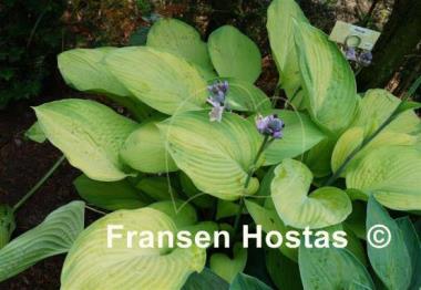Hosta Rascal