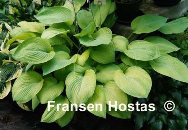 Hosta Rascal