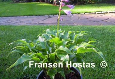 Hosta Raspberries and Cream