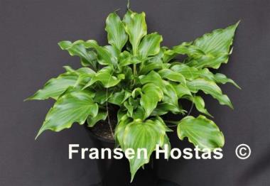 Hosta Raspberries and Cream