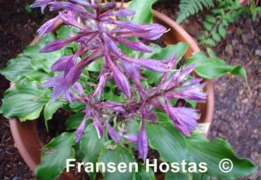 Hosta Raspberries and Cream