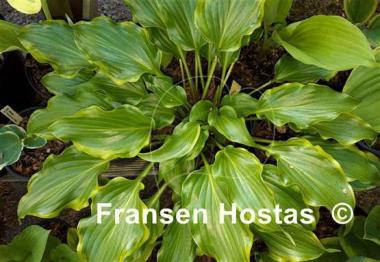 Hosta Raspberries and Cream