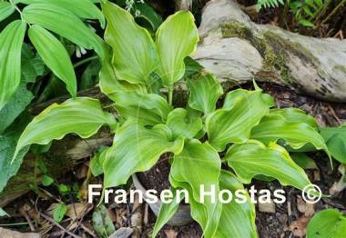 Hosta Raspberries and Cream