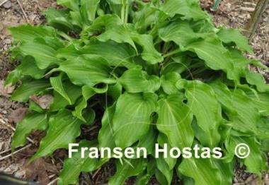 Hosta Raspberry Sorbet