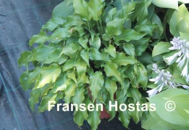 Hosta Raspberry Sorbet