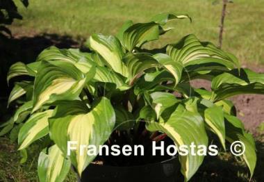 Hosta Raspberry Sundae
