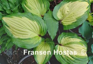 Hosta Raspberry Sundae