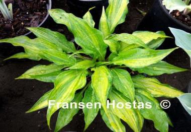 Hosta Raspberry Truffle 