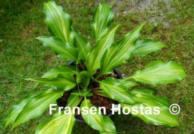 Hosta Raspberry Truffle