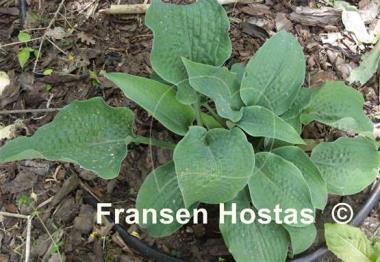 Hosta Raucous Ruffles