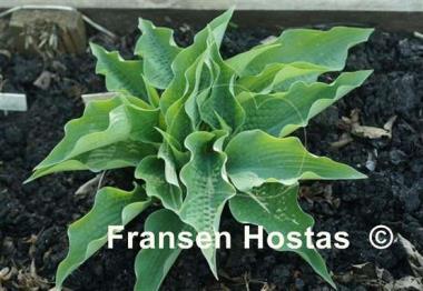 Hosta Raucous Ruffles