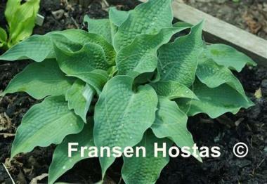 Hosta Raucous Ruffles
