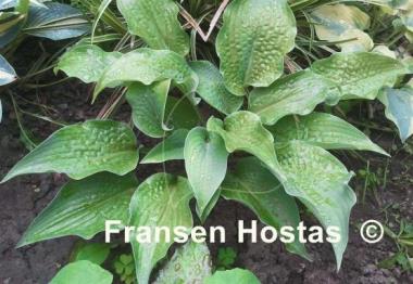 Hosta Raucous Ruffles