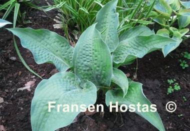 Hosta Raucous Ruffles